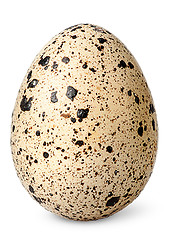 Image showing Single quail egg vertical