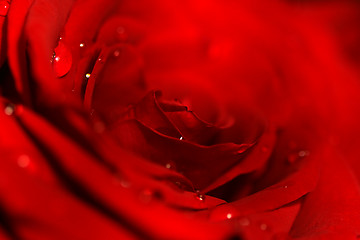 Image showing Red Rose