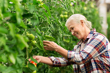 Image showing senior woman growing tomatoes at farm greenhouse