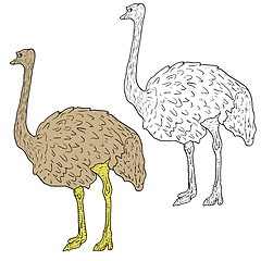 Image showing Sketch big ostrich standing on a white background. illustration