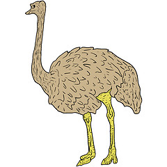 Image showing Sketch big ostrich standing on a white background. illustration