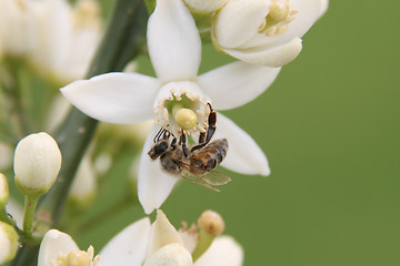 Image showing Flowers and bee