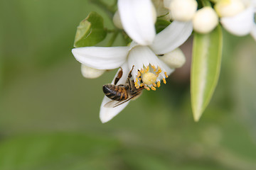 Image showing Flowers and bee