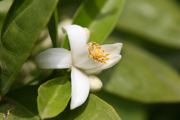 Image showing Flowers in the spring