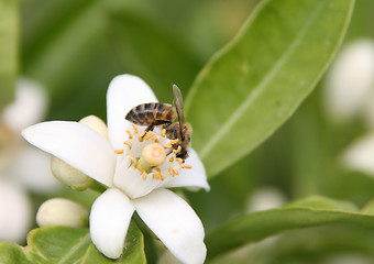 Image showing Flowers and bee