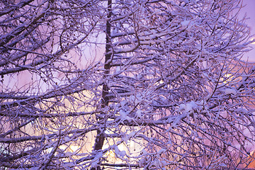 Image showing tree branches covered with fresh snow