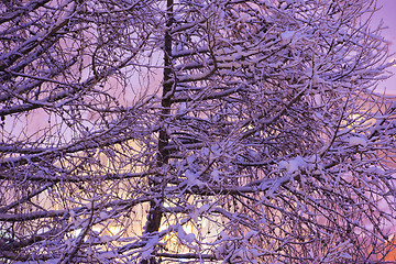 Image showing tree branches covered with fresh snow