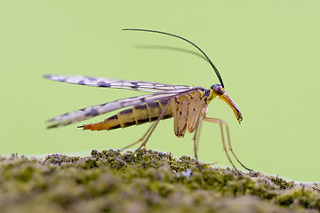 Image showing scorpion fly