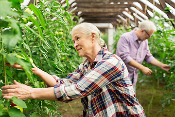 Image showing old woman picking tomatoes up at farm greenhouse