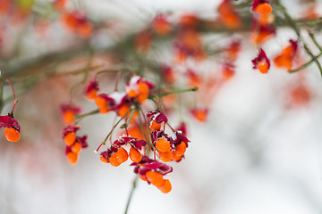 Image showing spindle or euonymus branch with fruits in winter
