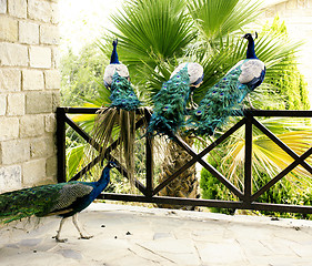 Image showing Few peacocks near building walking