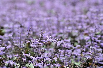 Image showing Plectranthus Mona Lavender flowers