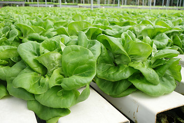 Image showing Commercial greenhouse soilless cultivation of vegetables