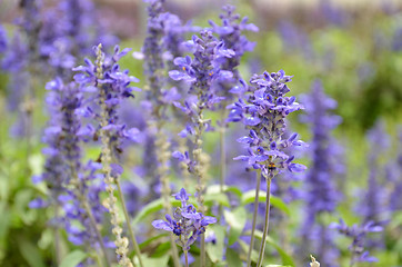 Image showing Blooming blue bugleweeds Ajuga