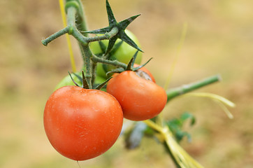 Image showing Fresh red tomatoes