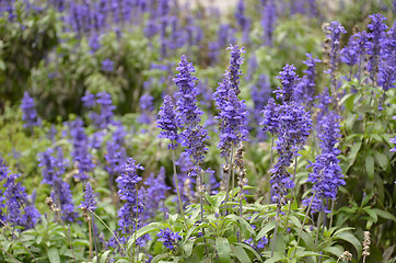 Image showing Blooming blue bugleweeds Ajuga