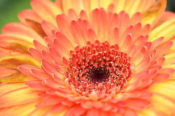 Image showing Gerbera flower in a garden