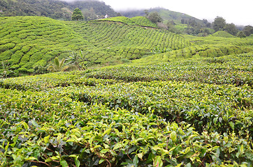 Image showing Tea Plantation in the Cameron Highlands in Malaysia