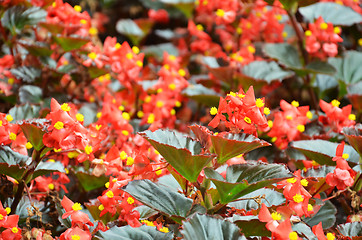 Image showing Flowers begonia. Begonia is a flower of extraordinary beauty