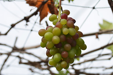 Image showing Wne grapes on vine