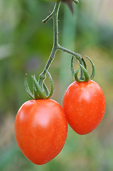 Image showing Fresh red tomatoes