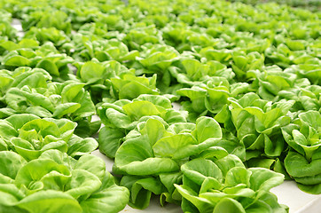 Image showing Commercial greenhouse soilless cultivation of vegetables