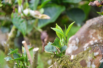 Image showing Tea leaves in Cameron Highland Malaysia