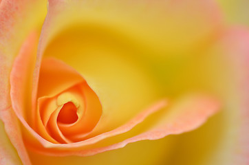 Image showing Beautifu yellow rose flower