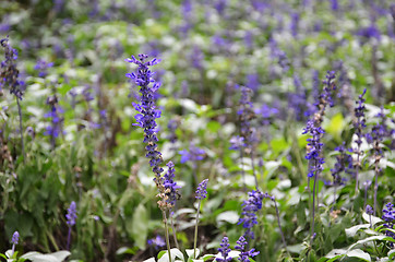 Image showing Blooming blue bugleweeds Ajuga