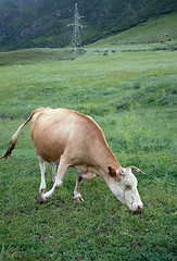 Image showing bull close-up in Altai mountains grazing