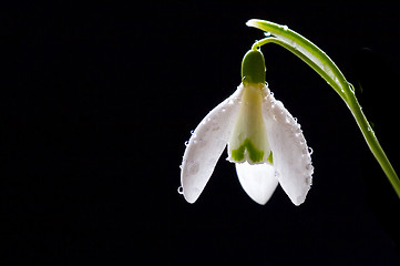 Image showing snowdrop 