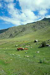 Image showing cows in Altai mountains grazing