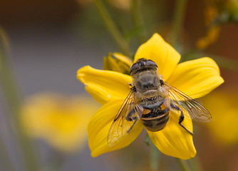 Image showing bee on flower 