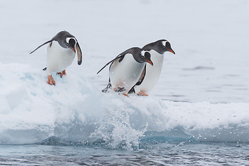 Image showing Gentoo Penguin walk on the snow