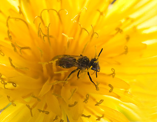 Image showing bee 