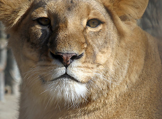 Image showing Lion