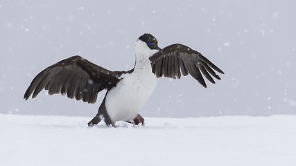 Image showing Antarctic Shag close up