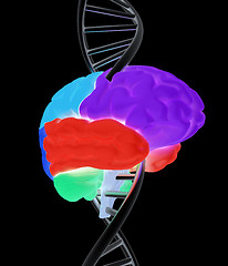 Image showing Brain and dna. 3d illustration