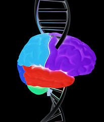 Image showing Brain and dna. 3d illustration