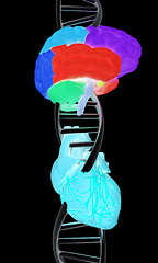 Image showing DNA, brain and heart. 3d illustration