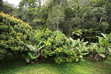Image showing Rainforest in Madagascar, Andasibe Toamasina Province