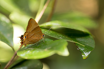Image showing Orange buterfly in madagascar rainforest