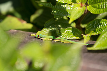 Image showing Lined Day Geckos (phelsuma Lineata Lineata)