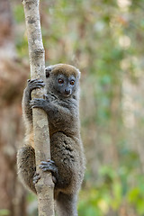 Image showing Eastern lesser bamboo lemur (Hapalemur griseus)