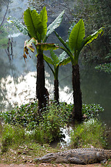 Image showing Madagascar Crocodile, Crocodylus niloticus