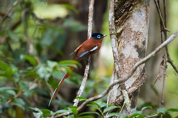 Image showing Madagascar Paradise-flycatcher, Terpsiphone mutata