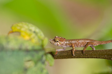 Image showing Nose-horned Chameleon (Calumma nasutum)