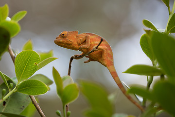 Image showing Perinet chameleon, (Calumma gastrotaenia)