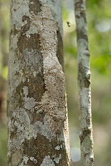 Image showing masked mossy leaf-tailed gecko