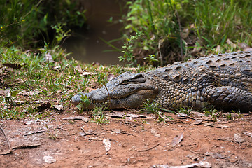 Image showing Madagascar Crocodile, Crocodylus niloticus